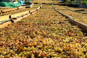 Malvasia delle Lipari – Virgona | Vino Dolce delle Isole Eolie