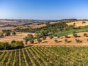 Mencaroni spumante Metodo Classico