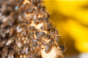 Miele di Acacia Brezzo italiano liquido e delicato