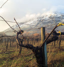 Moscato Passito – Baselice | Vino Dolce di Montagna