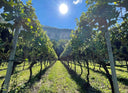 Pinot Nero 2019 Gottardi vino rosso Alto Adige elegante strutturato