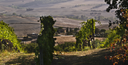 Brunello di Montalcino 2019