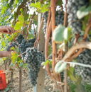 Gianfranco Alessandria vino rosso piemontese Nebbiolo elegante