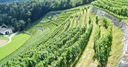 Gewürztraminer “Gols” – Griesserhof | Vino Bianco Alto Adige Aromatico