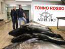 Tonno rosso siciliano Adelfio in olio
