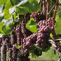 Fiore di Campo Gold 750ml