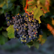 Il Lemos Susmaniello