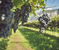 Hambros Teroldego Passito