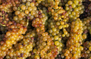 Moscato Passito di Saracena Cantine Viola vino dolce calabrese miele frutta candita