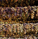 Moscato Passito – Baselice | Vino Dolce di Montagna