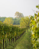 Brut Satèn Franciacorta Docg - 1.5 L